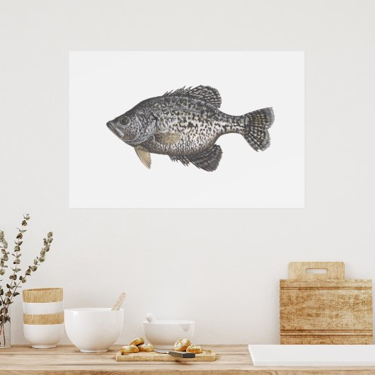 Crappie Poster (Küche)