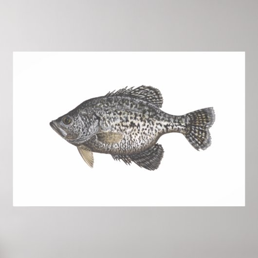 Crappie Poster (Vorne)