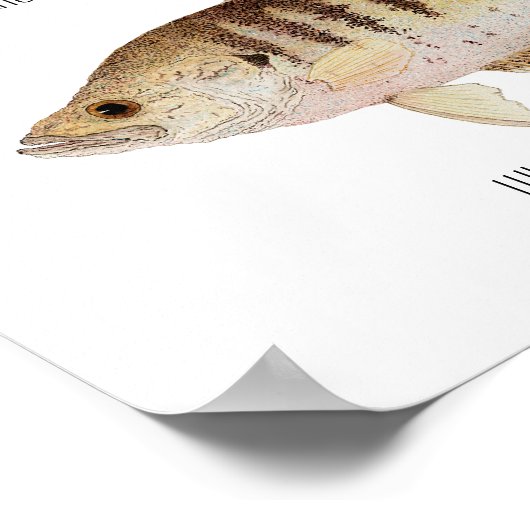 Crappie Poster (Ecke)