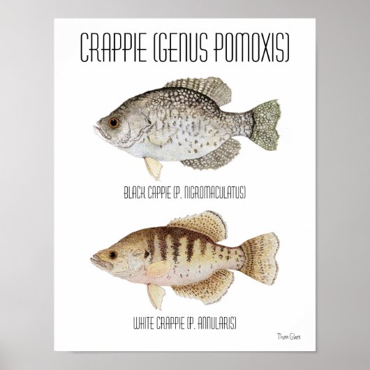 Crappie Poster (Vorne)