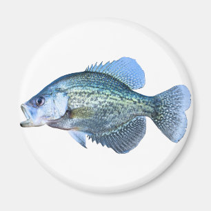 Crappiefischen Magnet