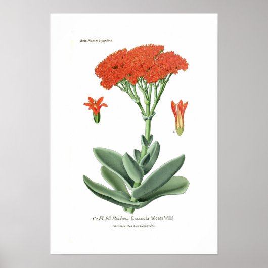 Crassula falcata poster (Vorne)