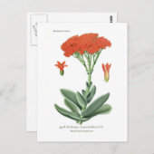 Crassula falcata postkarte (Vorne/Hinten)