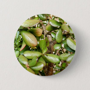 Crassula ovata Abzeichen Button