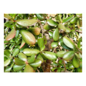 Crassula ovata fotodruck (Vorne)