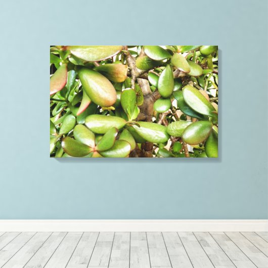 Crassula ovata leinwanddruck (Insitu (Holzboden))