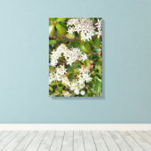 Crassula ovata leinwanddruck (Insitu (Holzboden))