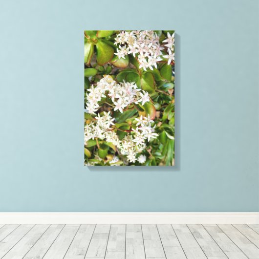 Crassula ovata leinwanddruck (Insitu (Holzboden))