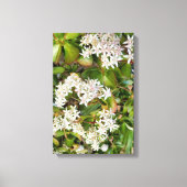 Crassula ovata leinwanddruck (Vorderseite)