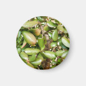 Crassula ovata magnet (Vorne)