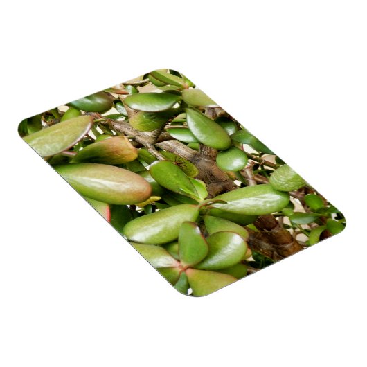 Crassula ovata magnet (Rechte Seite)