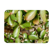 Crassula ovata magnet (Horizontal)