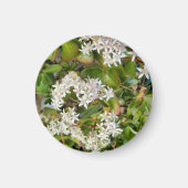 Crassula ovata magnet (Vorne)