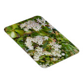 Crassula ovata magnet (Rechte Seite)