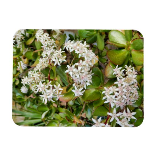 Crassula ovata magnet (Horizontal)
