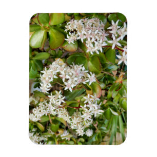 Crassula ovata magnet