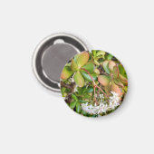 Crassula ovata magnet (Vorderseite/Rückseite)