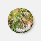 Crassula ovata magnet (Vorne)