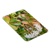 Crassula ovata magnet (Rechte Seite)