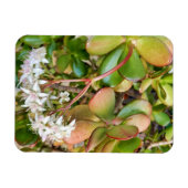 Crassula ovata magnet (Horizontal)
