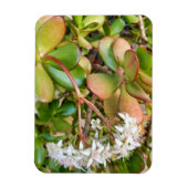 Crassula ovata magnet (Vertikal)