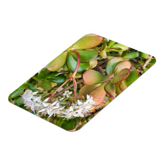 Crassula ovata magnet (Linke Seite)