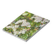 Crassula ovata notizblock (Rotiert)