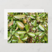 Crassula ovata postkarte (Vorne/Hinten)