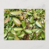 Crassula ovata postkarte (Vorderseite)