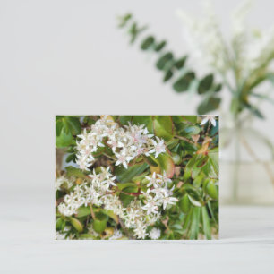 Crassula ovata postkarte