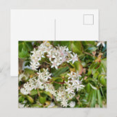 Crassula ovata postkarte (Vorne/Hinten)