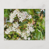 Crassula ovata postkarte (Vorderseite)