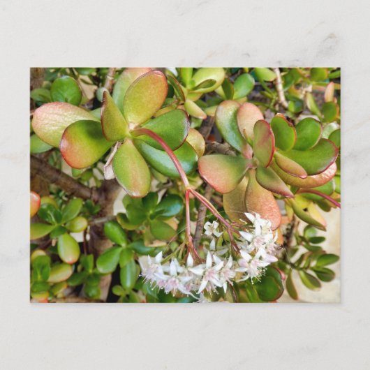Crassula ovata postkarte (Vorderseite)
