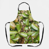 Crassula ovata überall in der Schürze (Vorderseite)