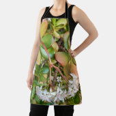 Crassula ovata überall in der Schürze (InSitu)