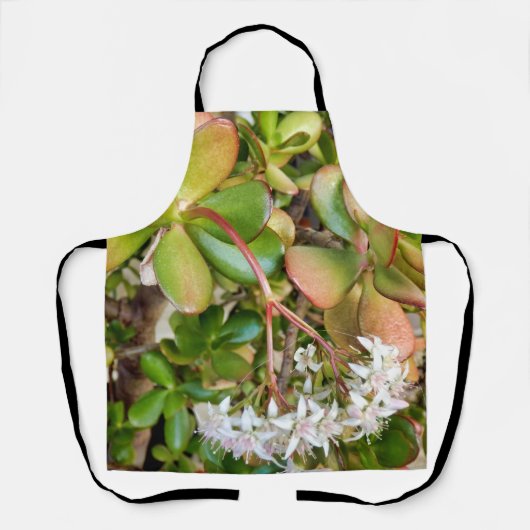 Crassula ovata überall in der Schürze (Vorderseite)