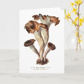 Craterellus cornucopioides karte (Gelbe Blume)