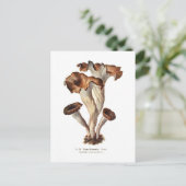 Craterellus cornucopioides postkarte (Stehend Vorderseite)