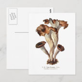 Craterellus cornucopioides postkarte (Vorne/Hinten)