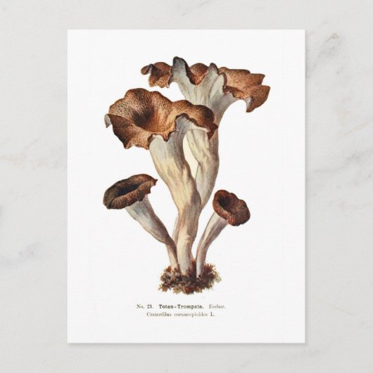 Craterellus cornucopioides postkarte (Vorderseite)