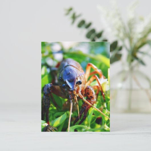 Crawfish Crawdds Crayfish Postkarte (Stehend Vorderseite)