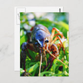 Crawfish Crawdds Crayfish Postkarte (Vorne/Hinten)