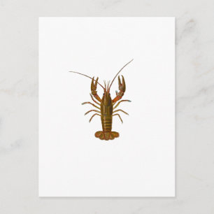 Crawfish-Logo Postkarte