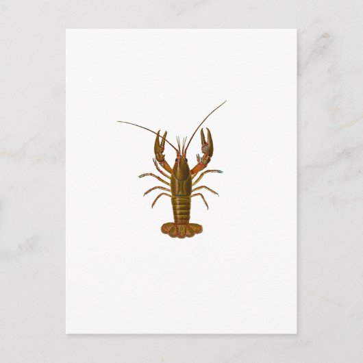 Crawfish-Logo Postkarte (Vorderseite)