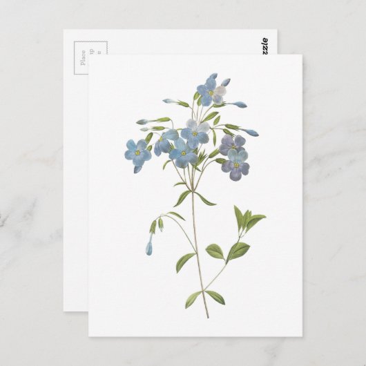 Crawling phlox(Phlox reptans) von Redouté Postkarte (Vorne/Hinten)