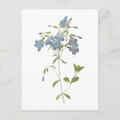 Crawling phlox(Phlox reptans) von Redouté Postkarte (Vorderseite)
