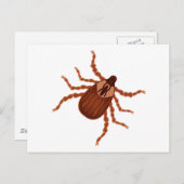 Crawly Realistic Tick Illustration Postkarte (Vorne/Hinten)