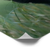 Crazy Black Cat Poster (Ecke)