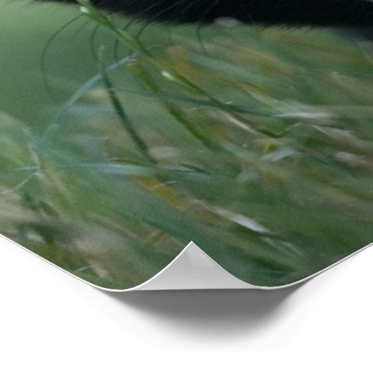 Crazy Black Cat Poster (Ecke)