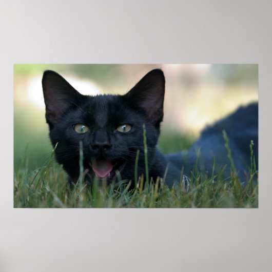 Crazy Black Cat Poster (Vorne)